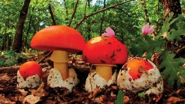 Δηλητηρίαση από μανιτάρια οδηγεί ζευγάρι σε μεταμόσχευση ήπατος