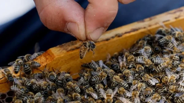 Νέο είδος μέλισσας ονομάστηκε "Λούσιφερ" λόγω της διαβολικής όψης που της προσδίδουν τα μικρά κέρατα