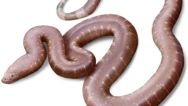 Παραδοξοφίδιο, νέο είδος προϊστορικού φιδιού ανακάλυψε Έλληνας παλαιοντολόγος