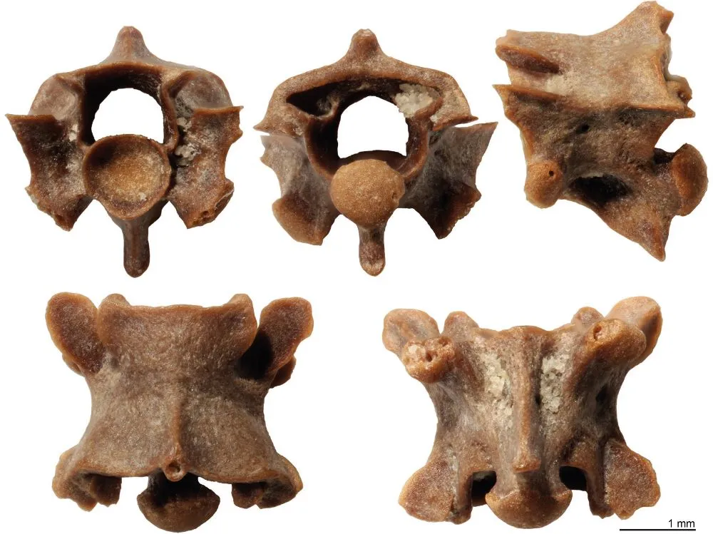 Παραδοξοφίδιο, νέο είδος προϊστορικού φιδιού ανακάλυψε Έλληνας παλαιοντολόγος