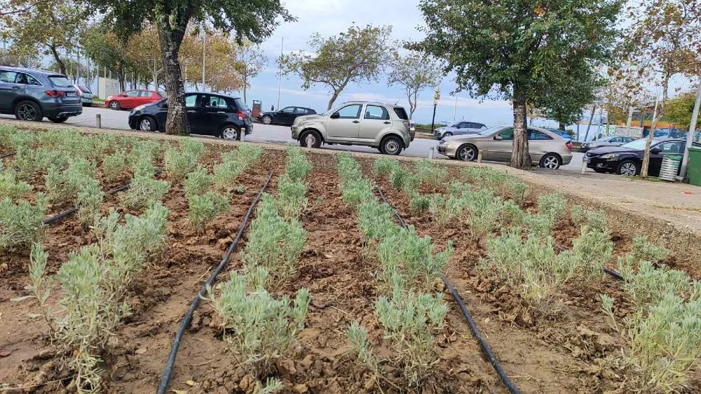 Κλέβουν τη μέντα, το θυμάρι και τον δυόσμο από τα παρτέρια του Δ.Θεσσαλονίκης