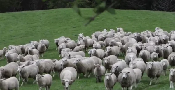 Η ευλογιά των προβάτων σε έξαρση στις Σέρρες: 5 παραβάσεις των μέτρων βιοασφάλειας, 2 συλλήψεις