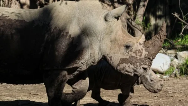 Ουζμπεκιστάν: Ρινόκεροι, χέλια και καρχαρίες στο επίκεντρο διάσκεψης για την άγρια πανίδα