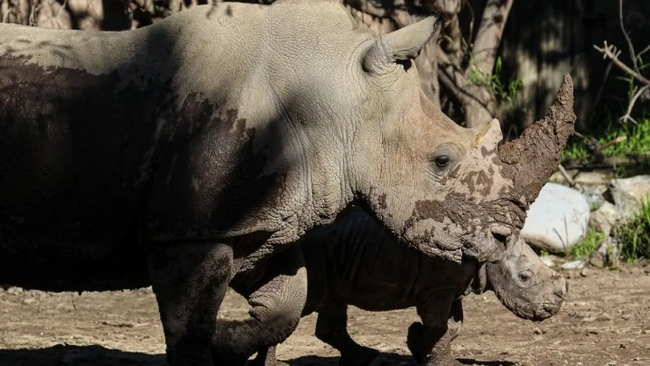 Ουζμπεκιστάν: Ρινόκεροι, χέλια και καρχαρίες στο επίκεντρο διάσκεψης για την άγρια πανίδα
