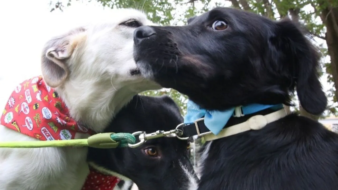 «H κακοποίηση ζώων από ανηλίκους καταδεικνύει βαθιά αντικοινωνική συμπεριφορά» τονίστηκε σε ημερίδα