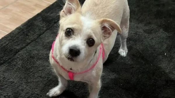 Άγνωστος πέταξε σκύλο μέσα σε κάδο απορριμμάτων