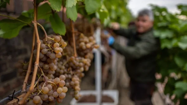 Η παγκόσμια παραγωγή οίνου παρέμεινε χαμηλή το 2025 εξαιτίας κλιματικών σοκ