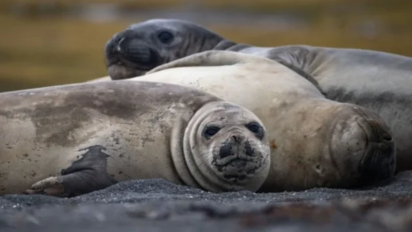 Ο πληθυσμός των θαλάσσιων ελεφάντων αποδεκατίστηκε από τη γρίπη των πτηνών