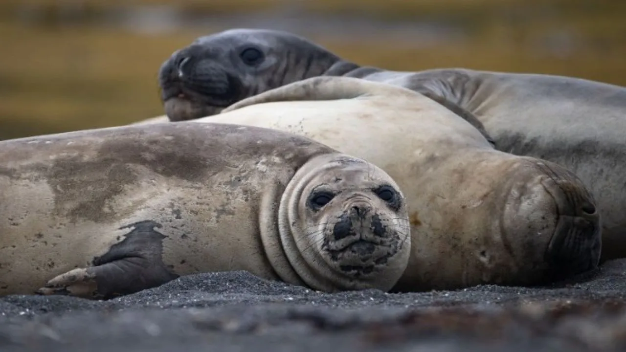 Ο πληθυσμός των θαλάσσιων ελεφάντων αποδεκατίστηκε από τη γρίπη των πτηνών