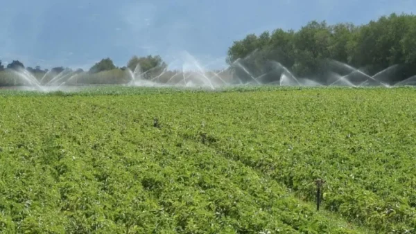 Τα βασικά χαρακτηριστικά του μεταβατικού συστήματος πληρωμών και ελέγχων των αγροτικών επιδοτήσεων για το 2025