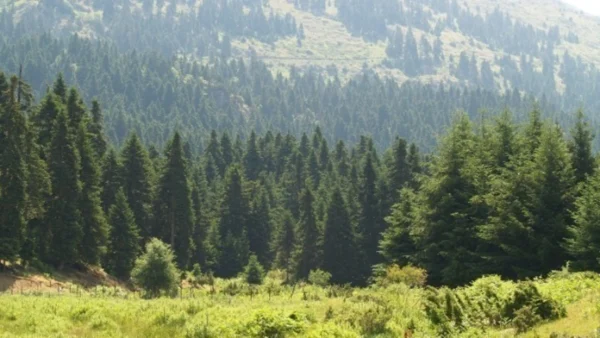 Τα μικρόπουλα, δείκτης αναγέννησης του δάσους της Δαδιάς