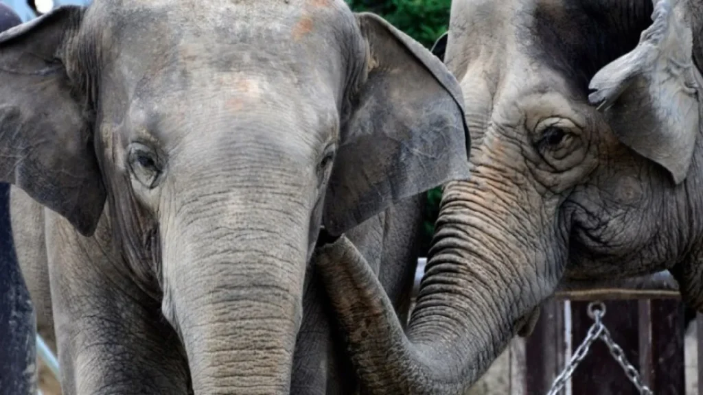 Ινδία: Επτά ελέφαντες σκοτώθηκαν κατά τη σύγκρουση επιβατικού τρένου με κοπάδι