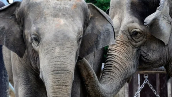 Ινδία: Επτά ελέφαντες σκοτώθηκαν κατά τη σύγκρουση επιβατικού τρένου με κοπάδι