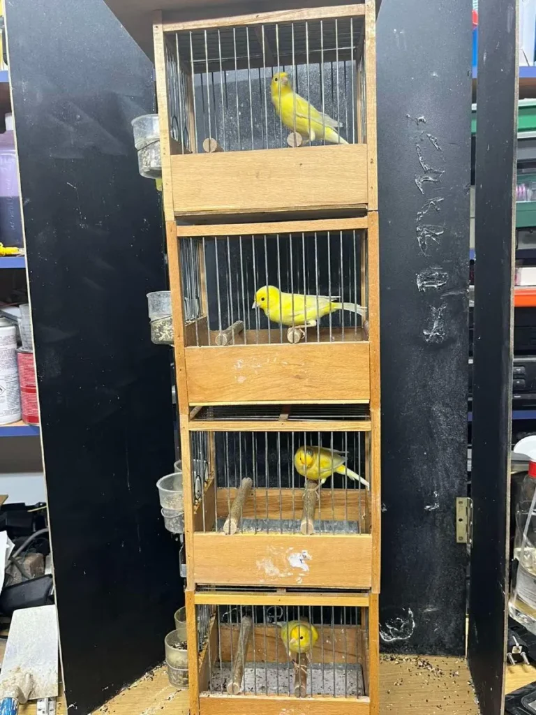 Καναρίνια επί σκηνής... Σολίστες με φτερά διεκδικούν το μετάλλιο σε διεθνή μουσικό διαγωνισμό