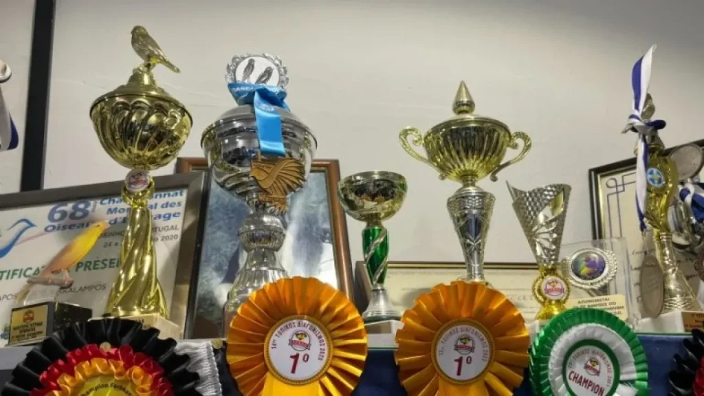 Καναρίνια επί σκηνής... Σολίστες με φτερά διεκδικούν το μετάλλιο σε διεθνή μουσικό διαγωνισμό