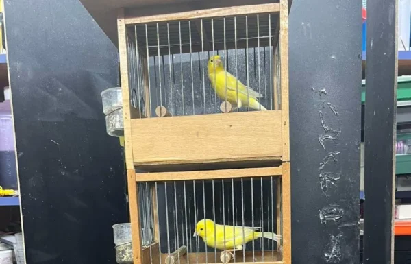 Καναρίνια επί σκηνής... Σολίστες με φτερά διεκδικούν το μετάλλιο σε διεθνή μουσικό διαγωνισμό