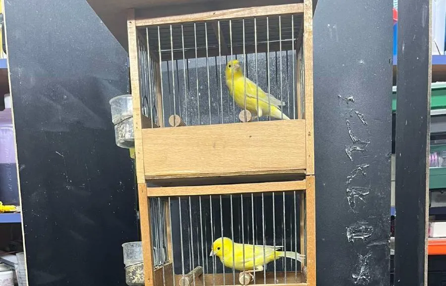 Καναρίνια επί σκηνής... Σολίστες με φτερά διεκδικούν το μετάλλιο σε διεθνή μουσικό διαγωνισμό