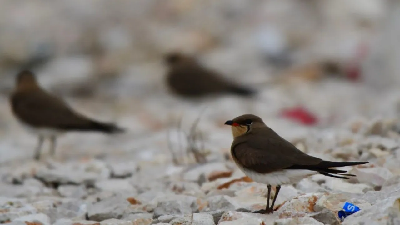 Έρευνα του WWF Ελλάς για το παράνομο εμπόριο άγριων ειδών, κυρίως πτηνών, στην Ελλάδα