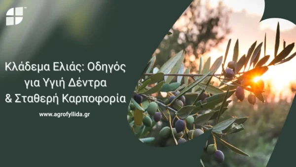 Κλάδεμα Ελιάς: Οδηγός για Υγιή Δέντρα και Σταθερή Καρποφορία