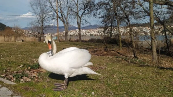 Λίμνη Καστοριάς: Μια ιστορία αγάπης, απώλειας και νέου ξεκινήματος με πρωταγωνιστή έναν κύκνο