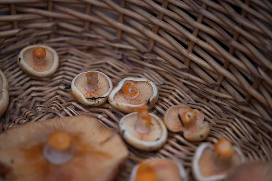 Μανιταρο-προορισμός φιλοδοξεί να γίνει η Αρναία Χαλκιδικής, με μανιταροσαφάρι και συνταγές με τρούφα