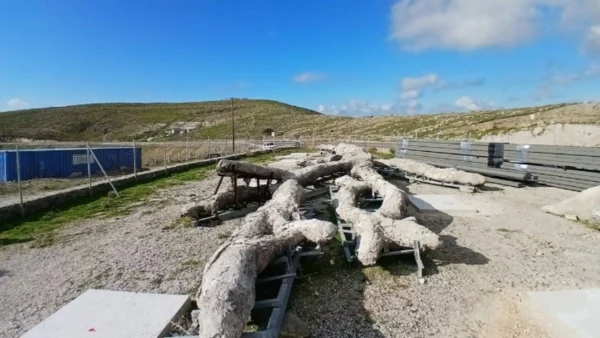 Μυτιλήνη: «Ξαναζεί» ένα δένδρο ηλικίας 18 εκατομμυρίων ετών