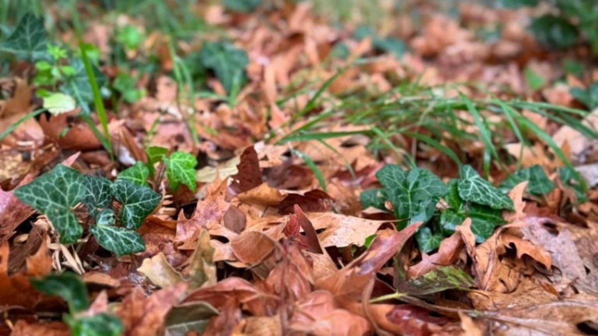 Θεσσαλονίκη: Τόνοι φύλλα σαρώνονται καθημερινά και καταλήγουν για κομπόστ