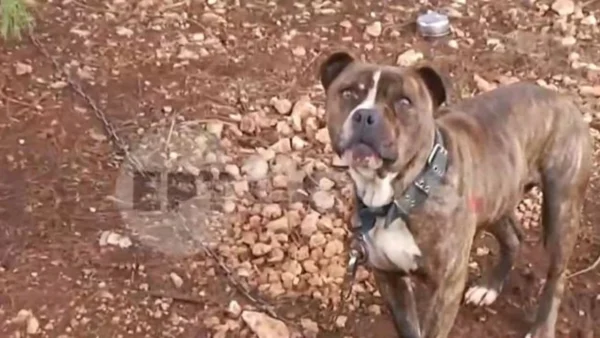 Ζάκυνθος: Συγκλονίζει ο θάνατος του 2χρονου από επίθεση πιτ μπουλ