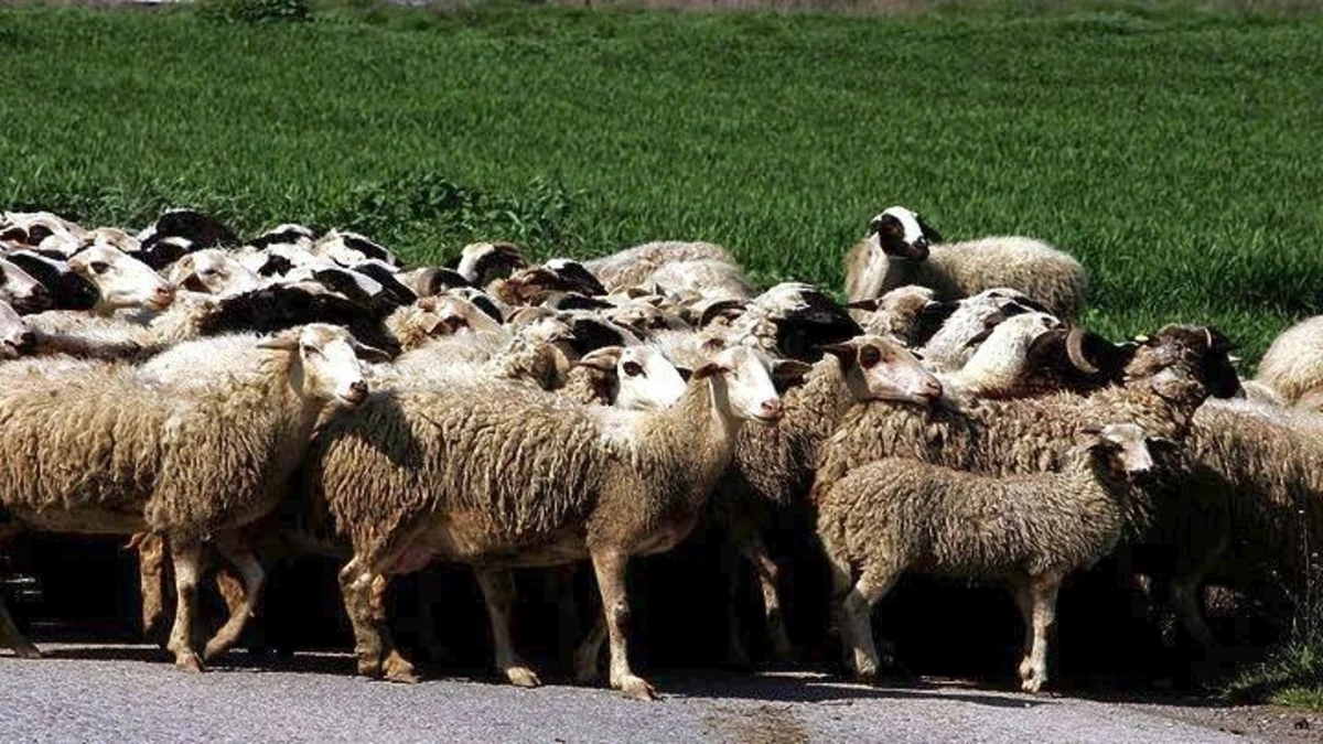 ΥΠΑΑΤ: Οδηγίες για τις μετακινήσεις αιγοπροβάτων ενόψει της εορταστικής περιόδου στο πλαίσιο των μέτρων αντιμετώπισης της ευλογιάς