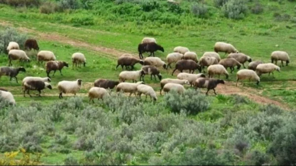 Αυτά είναι όλα τα αιτήματα των αγροτών, των κτηνοτρόφων και των μελισσοκόμων προς την κυβέρνηση