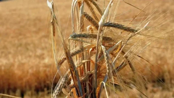 11ο Δελτίο Τιμών Αγροτικών Προϊόντων της Τράπεζας Πειραιώς - Νοέμβριος 2025