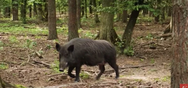 Σέρρες: Κτηνοτρόφος απειλεί στον αέρα εκπομπής ότι θα αυτοκτονήσει - Αρνείται να θανατώσει χοίρους λόγω πανώλης