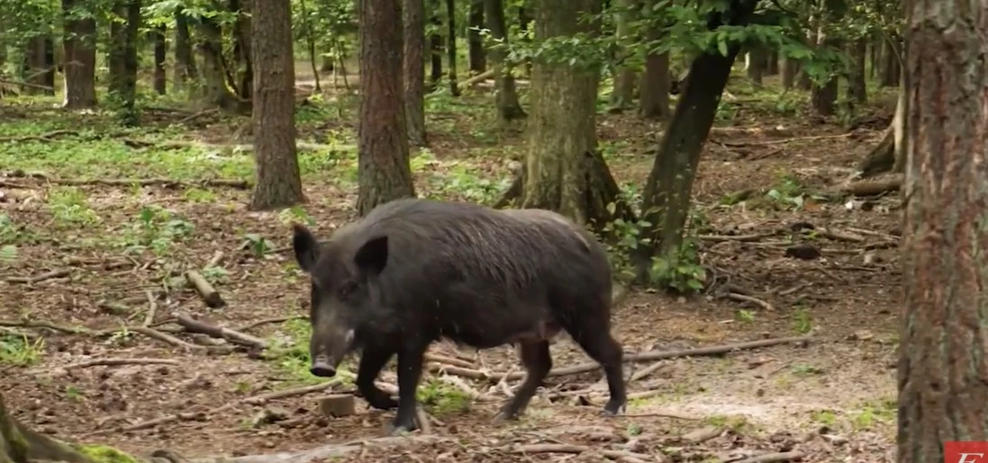 Σέρρες: Κτηνοτρόφος απειλεί στον αέρα εκπομπής ότι θα αυτοκτονήσει - Αρνείται να θανατώσει χοίρους λόγω πανώλης
