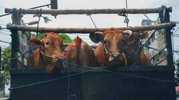 Aνοιχτή εκδήλωση για τη μεταφορά ζώντων παραγωγικών ζώων από την «A Promise to Animals»