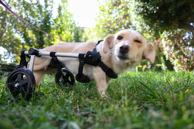 «Ρόδες ελπίδας»: Άνθρωποι που ξαναδίνουν κίνηση σε ζώα με αναπηρία