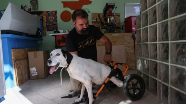 «Ρόδες ελπίδας»: Άνθρωποι που ξαναδίνουν κίνηση σε ζώα με αναπηρία
