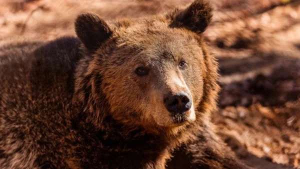 Αυξήθηκαν οι αρκούδες στην Ελλάδα, αλλά όχι οι ζημιές που προκαλούν