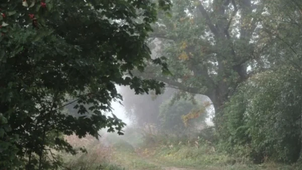 Γαλλία: Μια βελανιδιά 340 ετών, από την εποχή του Λουδοβίκου ΙΔ΄, κόπηκε για λόγους ασφαλείας