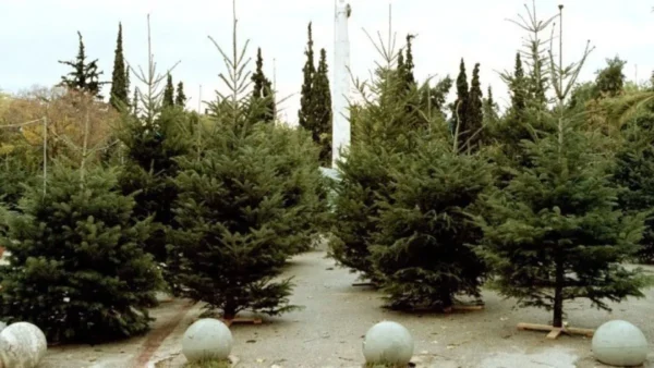 Αποκομιδή και ανακύκλωση των φυσικών χριστουγεννιάτικων δέντρων από τον δήμο Θεσσαλονίκης