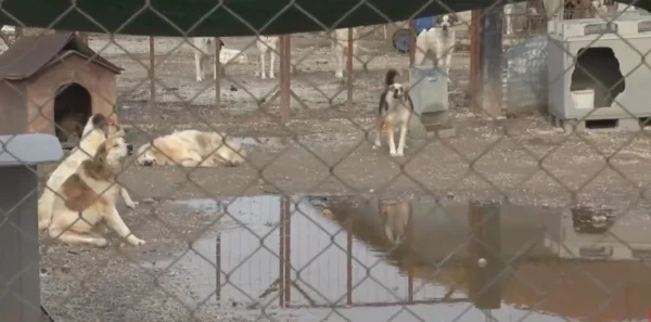 Χρ.Καζακίδης: "Είχαμε προβλήματα στο κυνοκομείο λόγω κακοκαιρία αλλά δεν έγιναν καταστροφές"