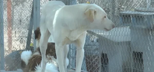 Κυνοκομείο Σερρών: "Το κοντέρ στο κόκκινο" - Άγέλες τσομπανόσκυλων κατεβαίνουν στην πόλη - video