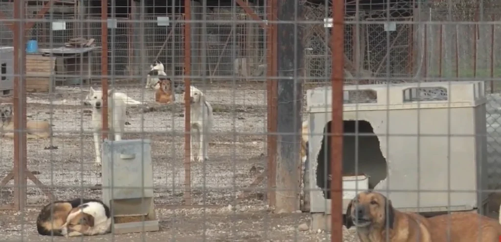 Χρ.Καζακίδης: "Είχαμε προβλήματα στο κυνοκομείο λόγω κακοκαιρία αλλά δεν έγιναν καταστροφές"