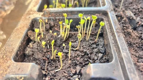 Ρομά καλλιεργούν τα δικά τους λαχανικά σε δημοτικές εκτάσεις σε Σέρρες, Δράμα και Καβάλα