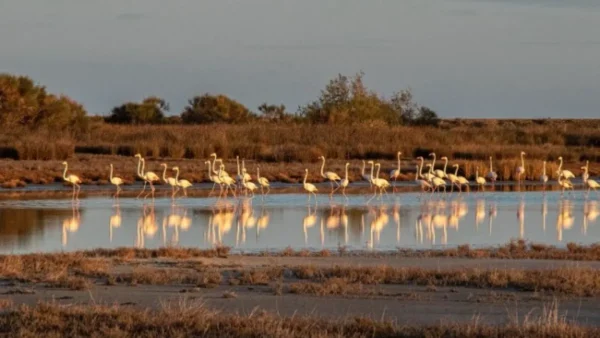 Παγκόσμια Ημέρα Υγροτόπων με εθελοντικούς καθαρισμούς σε 4 λιμνοθάλασσες