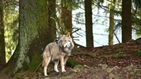 Αγέλη λύκων αναζητά τροφή σε κατοικημένες περιοχές στη Θεσσαλονίκη, τι πρέπει να κάνετε αν τους συναντήσετε