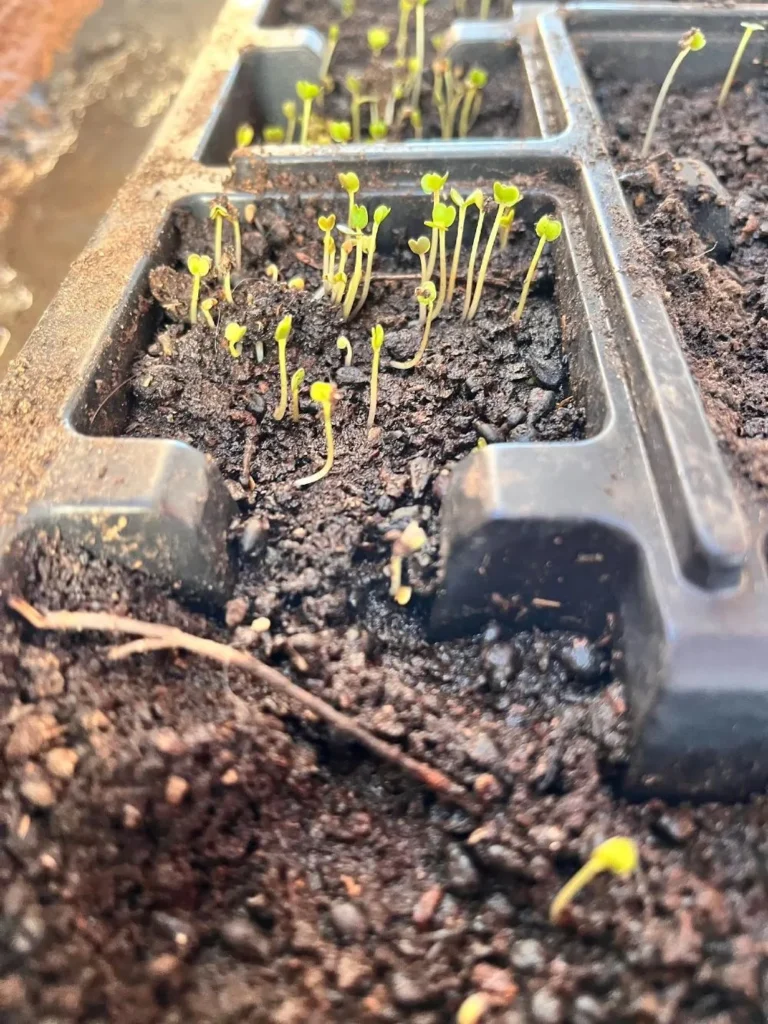 Τα δικά τους λαχανικά σε δημοτικές εκτάσεις θα καλλιεργούν Ρομά σε τρεις οικισμούς σε Σέρρες, Δράμα και Καβάλα