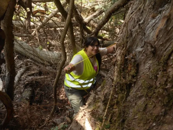 Δέντρο στέκει αγέρωχο στο Μπέλλες από τη Βυζαντινή Αυτοκρατορία - Είναι 1074 ετών, σύμφωνα με επιστημονική μελέτη