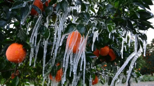 Πληρωμές 6,4 εκατ. ευρώ σε δικαιούχους παραγωγούς, των οποίων οι καλλιέργειες επλήγησαν από παγετό