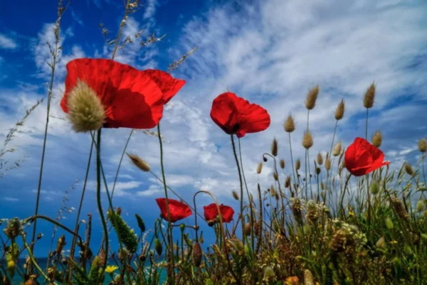 Το σύνδρομο της ψηλής παπαρούνας: Γιατί κάποιοι άνθρωποι δεν αντέχουν να σε βλέπουν να πετυχαίνεις;