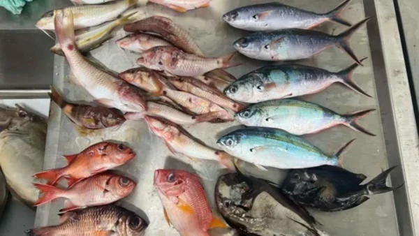 Μικροπλαστικά στο ένα τρίτο των ψαριών που ερευνήθηκαν στον Ειρηνικό